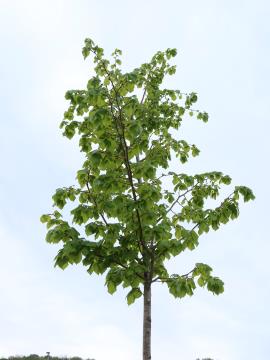 Foto Občina Piran (5)